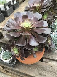 Image result for Mehikasvi