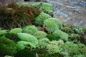 Attēlu rezultāti vaicājumam “Leucobryum juniperoideum”