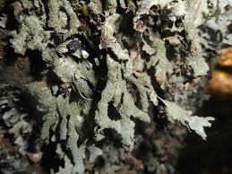 Attēlu rezultāti vaicājumam “Parmelia submontana”