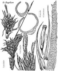 Attēlu rezultāti vaicājumam “Dicranum montanum sporophyte”