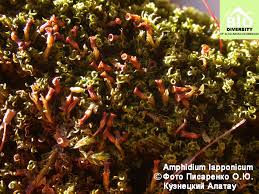 Attēlu rezultāti vaicājumam “Atrichum flavisetum”