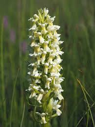 Attēlu rezultāti vaicājumam “Dactylorhiza ochroleuca flower”