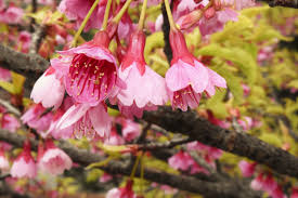 Image result for 緋寒桜