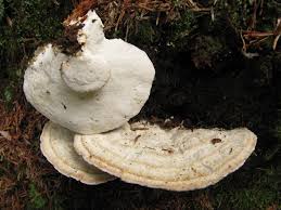 Attēlu rezultāti vaicājumam “Postia guttulata”