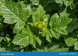 Attēlu rezultāti vaicājumam “Sinapis arvensis leaf”