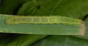 Attēlu rezultāti vaicājumam “Deltote bankiana”