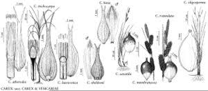 Attēlu rezultāti vaicājumam “Carex atherodes”
