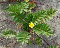Attēlu rezultāti vaicājumam “Potentilla arenaria flower”