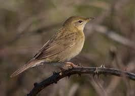 Image result for Locustella naevia