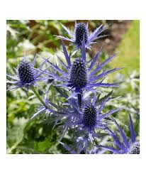 Image result for Alpendistel