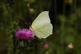 Attēlu rezultāti vaicājumam “Gonepteryx rhamni upperside”