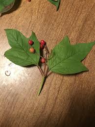 Attēlu rezultāti vaicājumam “Viburnum opulus leaf”