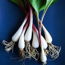 Attēlu rezultāti vaicājumam “Allium ursinum fruit”