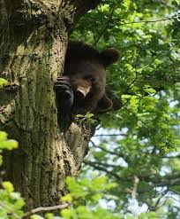 Image result for Bristol North Sc