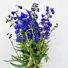 Image result for Delphinium
