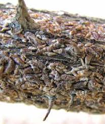 Attēlu rezultāti vaicājumam “Lepidosaphes ulmi”