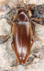 Attēlu rezultāti vaicājumam “Xylita laevigata”