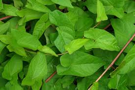 Attēlu rezultāti vaicājumam “Calystegia inflata leaf”