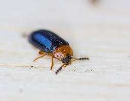 Attēlu rezultāti vaicājumam “Tetratomidae”