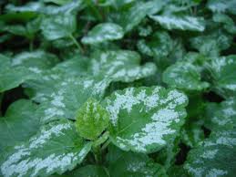 Attēlu rezultāti vaicājumam “Lamiastrum galeobdolon”