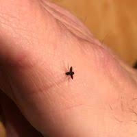 Attēlu rezultāti vaicājumam “Scolytidae”