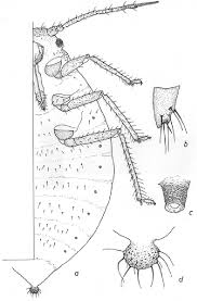 Attēlu rezultāti vaicājumam “Chaitophorus populeti”