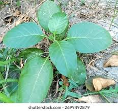 Attēlu rezultāti vaicājumam “Phytolacca acinosa leaf”