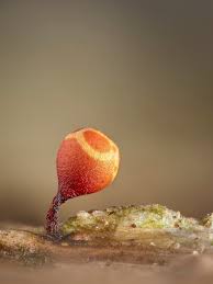 Attēlu rezultāti vaicājumam “Trichia ambigua macro”