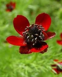 Image result for Adonis aestivalis