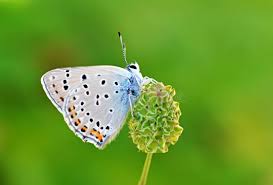 Attēlu rezultāti vaicājumam “Lycaena alciphron underside”