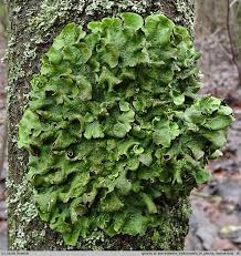 Attēlu rezultāti vaicājumam “Pleurosticta acetabulum”