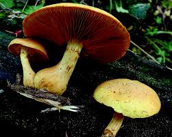 Attēlu rezultāti vaicājumam “Lignydium muscorum young”