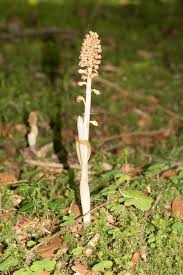 Attēlu rezultāti vaicājumam “Neottia nidus-avis”