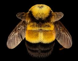 Attēlu rezultāti vaicājumam “Bombus”