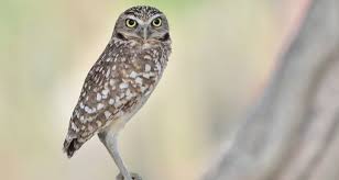 Attēlu rezultāti vaicājumam “Strigiformes”