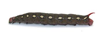 Attēlu rezultāti vaicājumam “Hyles gallii”