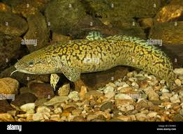 Image result for Lota lota