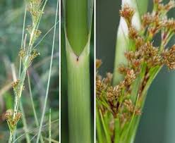 Attēlu rezultāti vaicājumam “Cladium mariscus”