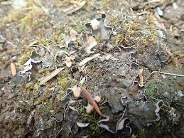 Attēlu rezultāti vaicājumam “Peltigera extenuata”