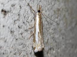 Attēlu rezultāti vaicājumam “Crambus hamella”