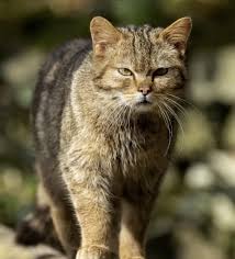 Attēlu rezultāti vaicājumam “Felis silvestris catus adult”