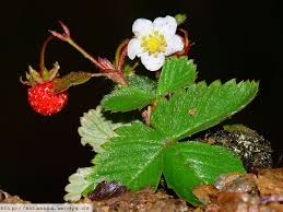 Attēlu rezultāti vaicājumam “Fragaria vesca”