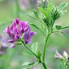 Attēlu rezultāti vaicājumam “Medicago sativa subsp. sativa”