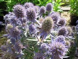 Image result for Eryngium `Blue Hobbit`