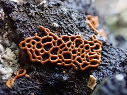 Attēlu rezultāti vaicājumam “Symphytocarpus flaccidus plasmodium”