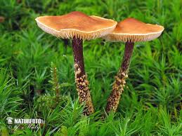 Attēlu rezultāti vaicājumam “Cystoderma amianthinum”