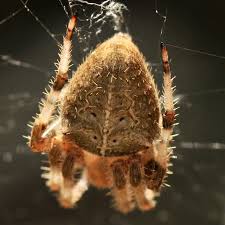 Attēlu rezultāti vaicājumam “Araneidae”