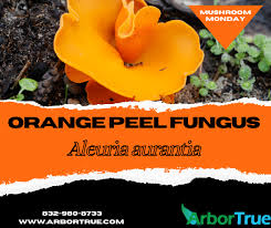 Attēlu rezultāti vaicājumam “Aleuria aurantia”