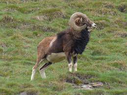 Attēlu rezultāti vaicājumam “Ovis aries juvenile”