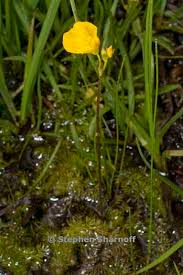 Attēlu rezultāti vaicājumam “Utricularia intermedia bud”